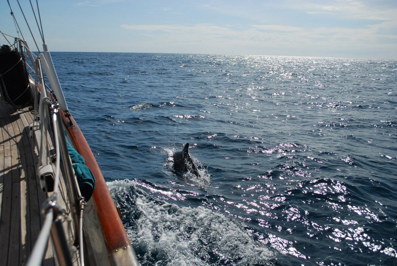 sailing with dolphins - image