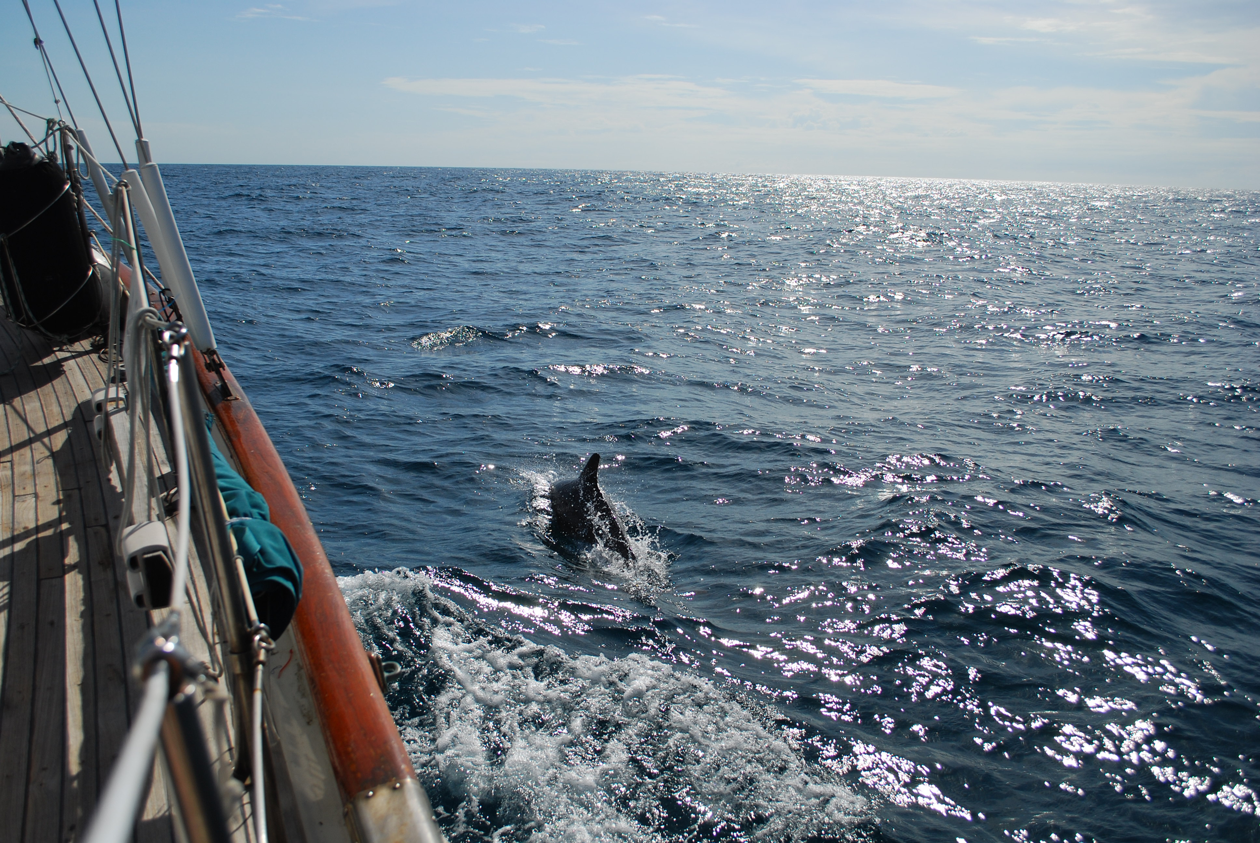 sailing with dolphins - image