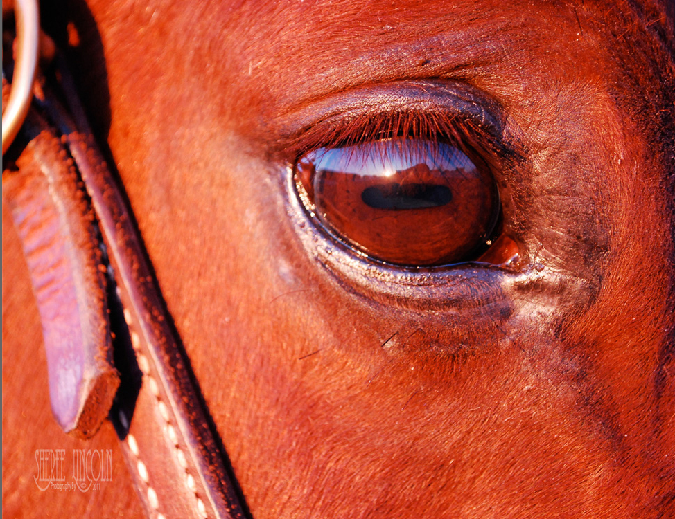 Sunset on Copper photograph of horse eye at sunset by Sheree