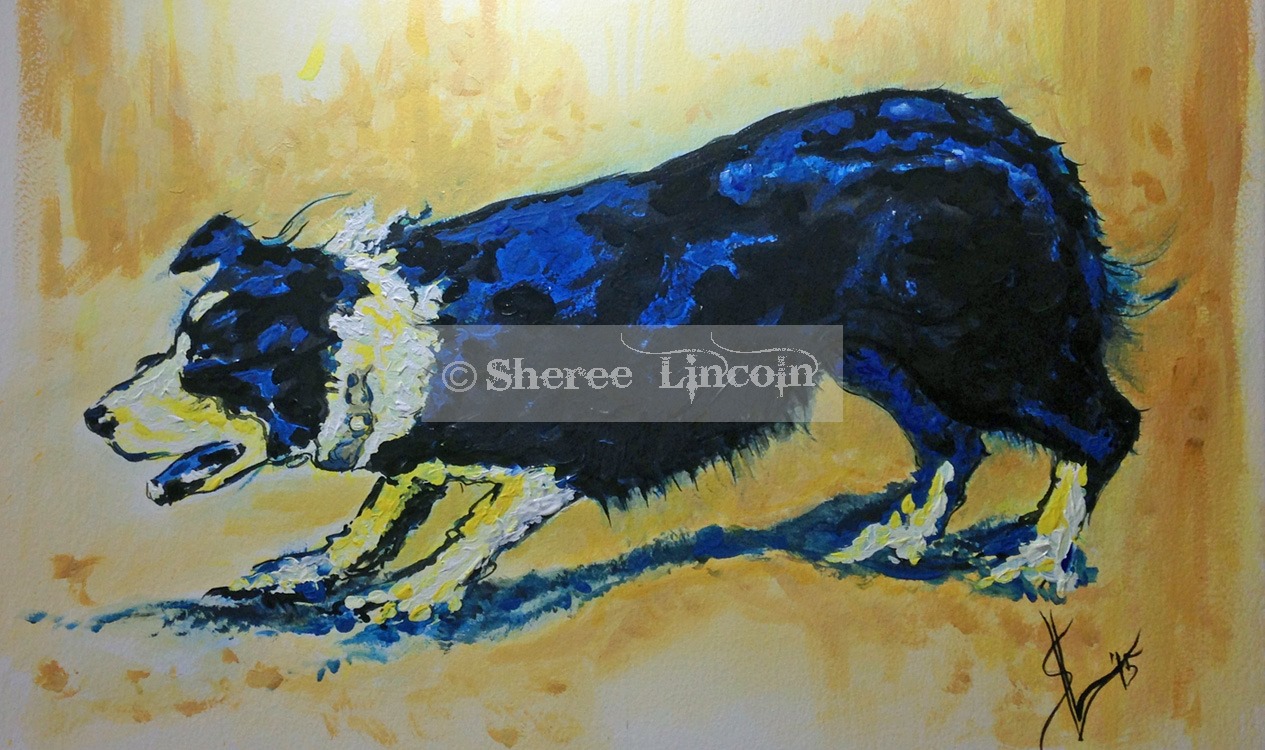 Border collie painting by Sheree